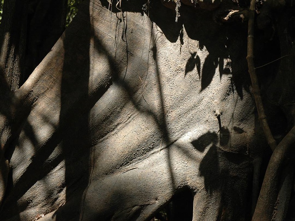 269   Amazonia, Peru